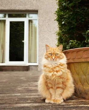 Close up of a ginger cat sitting in the back yard Stock Photos