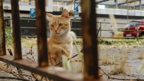Close-up of a ginger cat sitting behind rusty metal bars, looking ahead Stock Footage 316595685