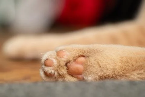 Close-up of a ginger cat sitting on the floor of a house, featuring the the.. Stock Photos