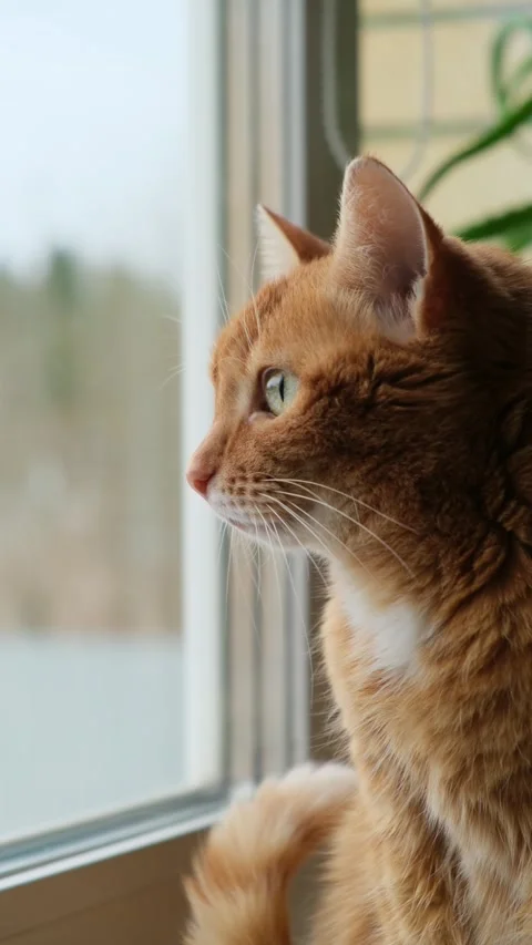 Close-up of ginger cat sitting on the windowsill, wagging its tail and looking Stock Footage 291922324
