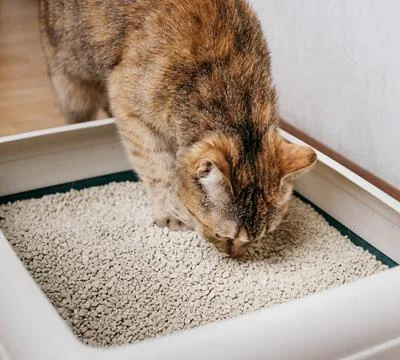 Close-up of a ginger cat sniffing a bulk litter. Stock Photos