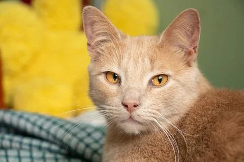 Close-up of a ginger cat on a sofa at home, featuring a domestic cat Stock Photos