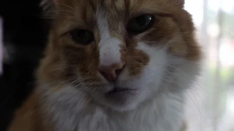Close-up of a Ginger Cat with Soft Focus Background Stock Footage 333714393