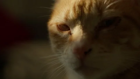 Close-up of a ginger cat in warm sunlight  Cinematic 4k ProRes handheld Video stock 302136386