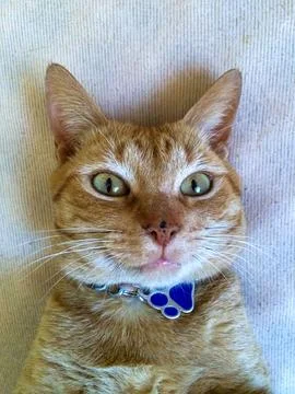 Close-up of a ginger cat&amp;#39;s face Stock Photos