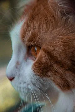 Close-up of a ginger cat&amp;#39;s profile Stock Photos