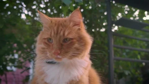 Close-up of a ginger cat's face Stock Footage 161768569