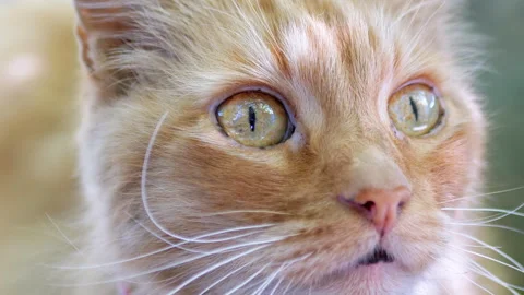 Close-up of Ginger Cats Face Stock Footage 293199768