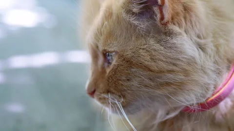 Close-up of ginger cats face Stock Footage 293203067