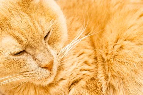 Close-up of a ginger cat's face Foto stock