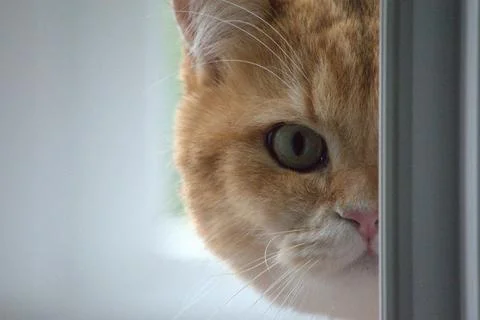 Close-up of a ginger cat's face Foto stock