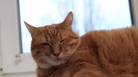 Close-up of a ginger cat's face resting by a window with soft natural light Stock Footage 338433594