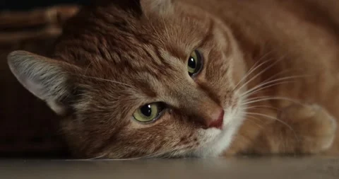 Close-up of a ginger cat's face resting peacefully on a surface Stock Footage 339066372