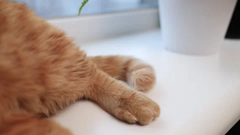 Close-up of a ginger cat's fluffy tail and paws resting on a white surface Stock Footage 338433570