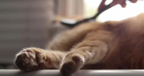 Close-up of a ginger cat's paws resting comfortably indoors Stock Footage 339066672