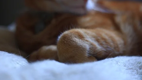 Close up of a ginger house cat lounging on a bed in soft window light. Stock Footage 88445560
