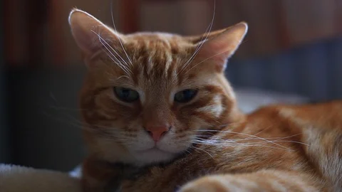 Close up of a ginger house cat lounging on a bed in soft window light. Видео 88447720