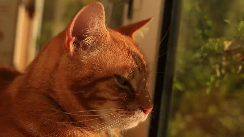 Close up of a ginger house cat lounging on a windowsill. Видео 88510818