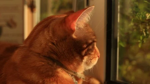 Close up of a ginger house cat lounging on a windowsill. Stockbeeldmateriaal 88511053