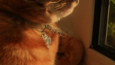 Close up of a ginger house cat lounging on a windowsill. Vidéo 88511153