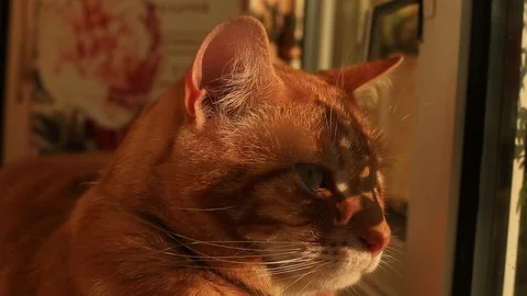 Close up of a ginger house cat lounging on a windowsill. 動画素材 88511361