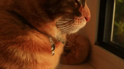 Close up of a ginger house cat lounging on a windowsill. Видео 88511368