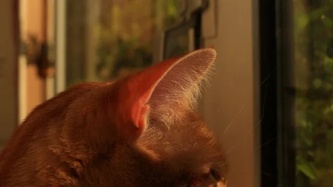 Close up of a ginger house cat lounging on a windowsill. 動画素材 88511501