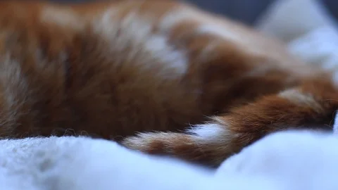 Close up of a ginger house cat tail flicking in annoyance. Stock-Footage 88448070