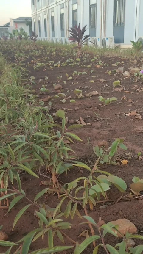Close-up Ginger Kitten Peeking Through Plants Stock Footage 337519895