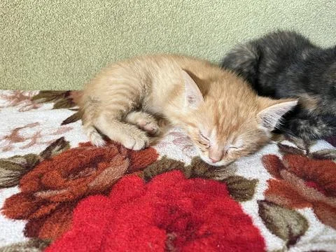 Close Up of Ginger Kitten Sleeping on Soft Blanket Fotos de archivo