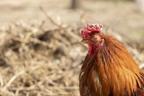 A close-up of a ginger rooster with a unique feature one missing eye Stock Photos