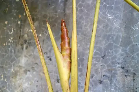 Close-up of a ginger root with green stems on gray background Stock Photos