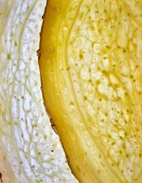 Close up ginger slice showing organic spice texture and natural plant food .. Stock Photos
