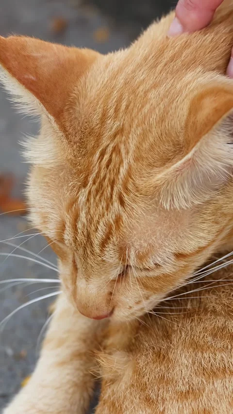 Close Up of Ginger Tabby Cat Grooming While Being Gently Petted Stock Footage 334092728