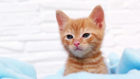 Close up ginger tabby curious kitten sits in a blue blanket and looks around Stock Footage 158785692