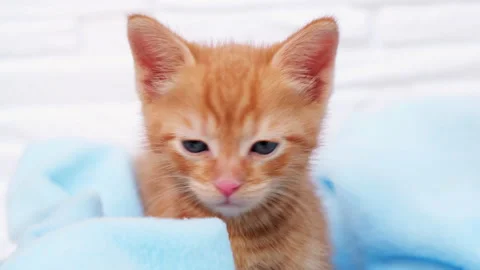 Close up ginger tabby curious kitten sits in a blue blanket in basket and looks Stock Footage 165431241
