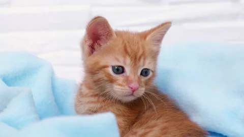 Close up ginger tabby curious kitten sits in a blue blanket and looks around and Stock Footage 172244492