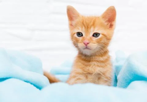 Close up ginger tabby curious kitten sits in a blue blanket and looks around Stock Photos