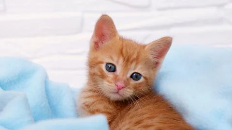 Close up ginger tabby curious kitten sits in a blue blanket and looks around Stock Photos