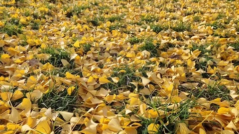 Close-up of gingo leaves that have fallen to the ground Stock Footage 255437713