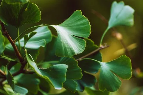 Close-up on Ginkgo Biloba green fresh leaves Stock Photos