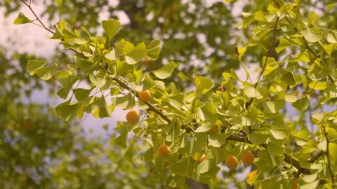 Close-Up ginkgo biloba tree branches with golden yellow fruits and green leaves Stock Footage 342019685