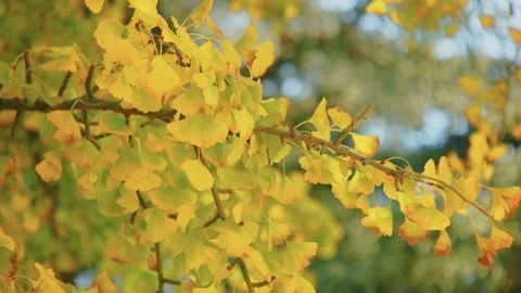 Close up of Ginkgo is a deciduous tree so ancient that it is commonly known as a Stock Footage 304247588