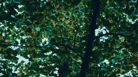 Close-up of A Ginkgo Tree Trunk 写真素材