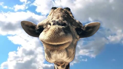 Close up of Giraffe with blue sky background  Loopable Video stock 156972366