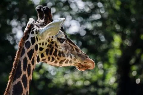 Close up of Giraffe in captivity Stock Photos