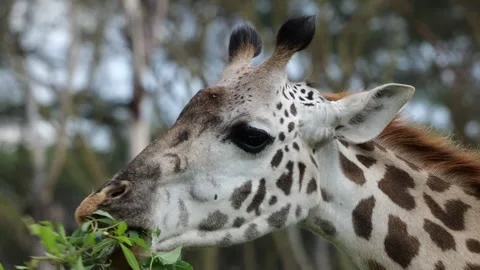 Close-Up of Giraffe Chewing Grass | 4K Wildlife Detail 스톡 동영상 312201859