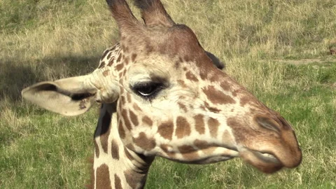 Close Up of Giraffe chewing leaves Stock Footage 167143267