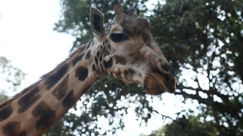Close up of giraffe eating Stock Footage 128644336