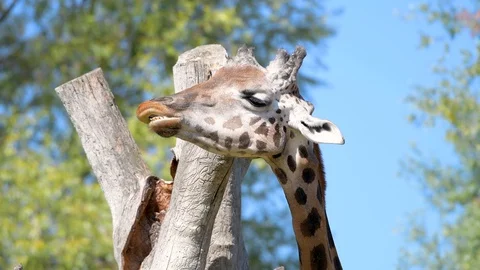 Close up of a Giraffe eating grass Video stock 128305632